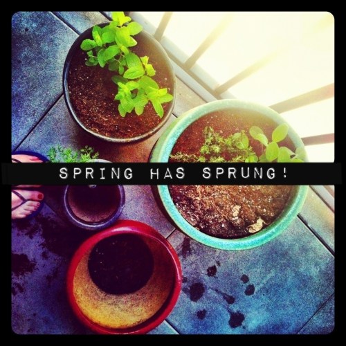 Herb Garden Before and After